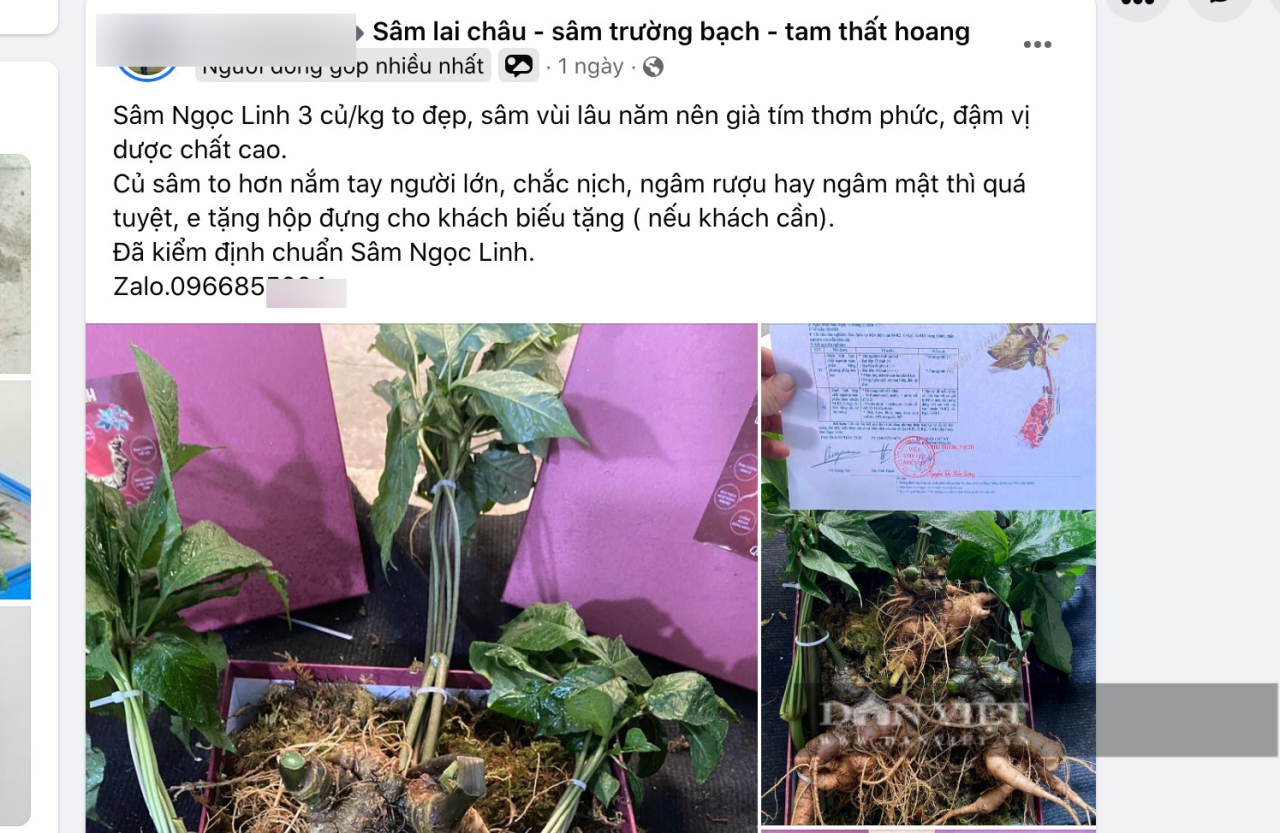 Biến tướng sâm lậu làm méo mó thị trường quốc bảo sâm Ngọc Linh - Ảnh 3.